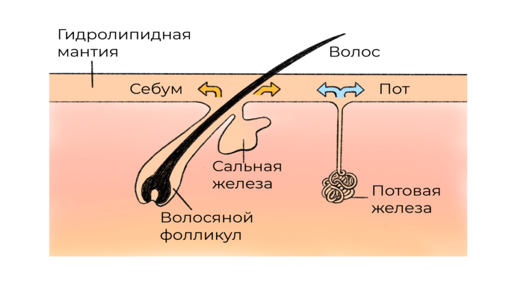 кожное сало и пот