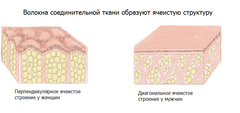 Подкожно-жировая клетчатка